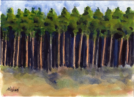 Woods near my house