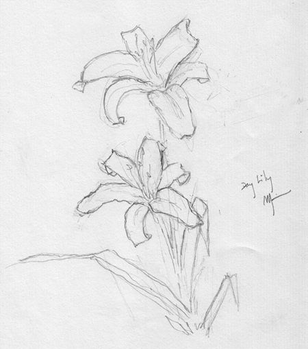 New Beginnings – Pencil sketch of a Day Lily
