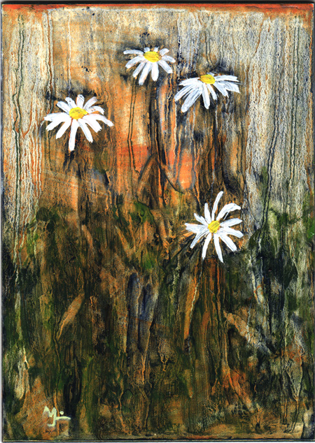 Poppies going – Daisies are here