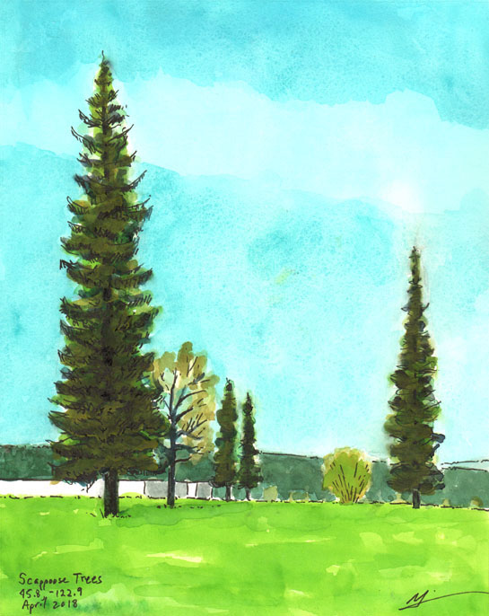 Watercolor – Old Fir trees in Scappoose